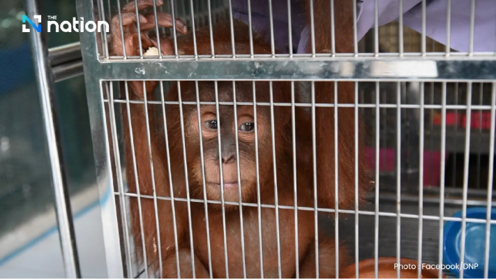 Thailand Bongkar Jaringan Penyelundupan Bayi Orang Utan